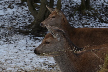 farmland deer eating hay in the icy snow