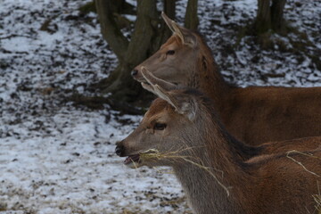 farmland deer eating hay in the icy snow