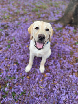 Yellow labrador retriever dog with Jacaranda flowers in the springtime; Upcountry Maui, Hawaii, United States of America