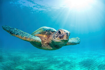 Close-up of a Green sea turtle (Chelonia mydas) swimming in turquoise waters and looking at the camera; Honolulu, Oahu, Hawaii, United States of America