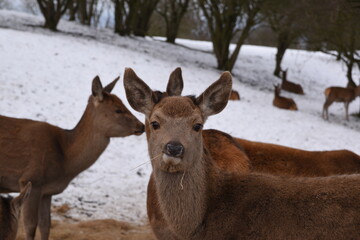 farmland deer eating hay in the icy snow