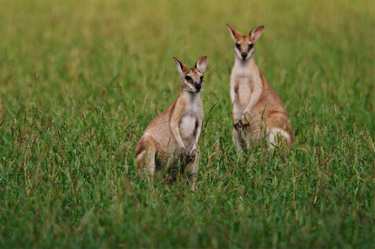 Portrait of a pair of wallabies; Australia