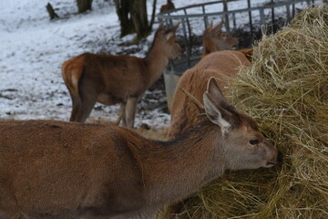 farmland deer eating hay in the icy snow