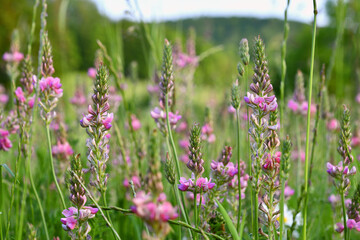 Blumenwiese mit Esparsetten
