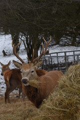 farmland deer eating hay in the icy snow