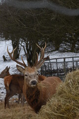farmland deer eating hay in the icy snow