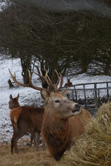 farmland deer eating hay in the icy snow