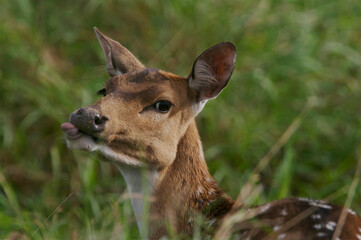 Adult Axis deer (Axis axis) is naturally spotted on Maui, Hawaii, USA; Maui, Hawaii, United States of America