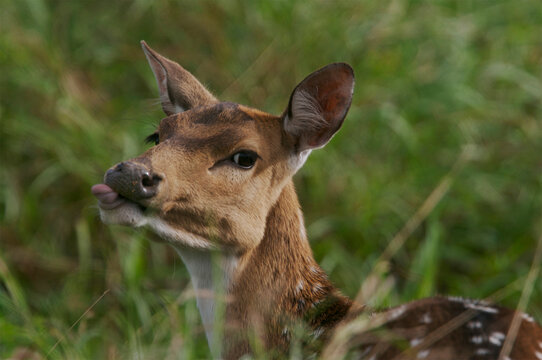 Adult Axis deer (Axis axis) is naturally spotted on Maui, Hawaii, USA; Maui, Hawaii, United States of America