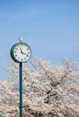 桜と時計「兵庫県」