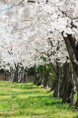 晴天の桜並木「兵庫県」
