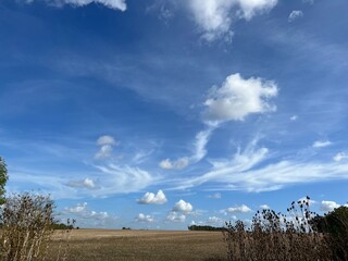 tree on a field