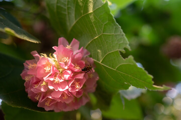 Fototapeta premium Pink flowers closeup of Dombeya wallichii, pinkball or tropical hydrangea