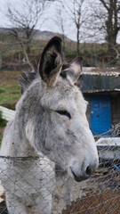 Burro gris y blanco de una granja visto de cerca con las orejas hacia arriba a trav&eacute;s de una valla. Fotograf&iacute;a en vertical