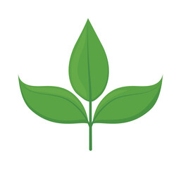 tropical green leaves