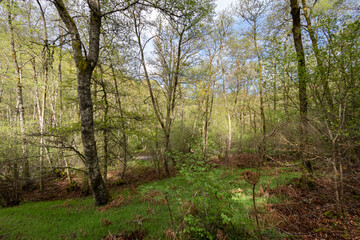 Fototapeta premium footpath in the woods