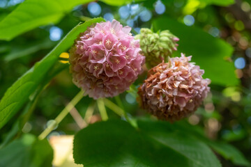 Pink flowers closeup of Dombeya wallichii, pinkball or tropical hydrangea