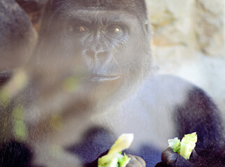 Gorilla in zoo up close