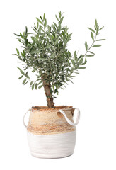 Beautiful young potted olive tree isolated on white