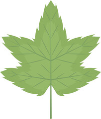 Fototapeta premium green maple leaf