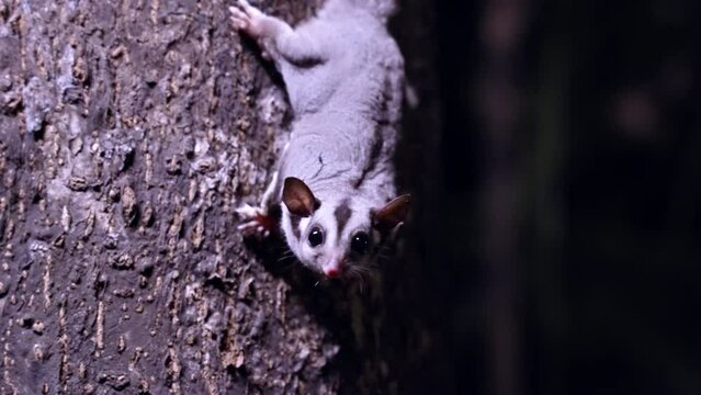 a night shot of a sugar glider climbing on a rainforest tree at lake eacham in nth qld, australia