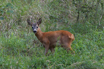 deer in the woods
