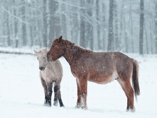 Fototapeta premium 冬の道産子