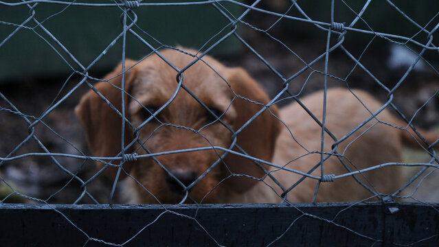 Perro cachorro marrón triste y solitario tras la valla de una perrera 