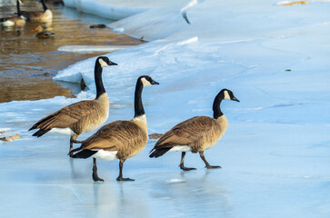 canadian geese in snow and ice