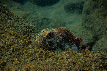 Rock fish