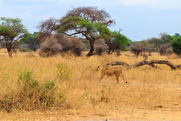 Fototapeta na wymiar Lioness (Panthera leo) walking in Tarangire national park, Tanzania