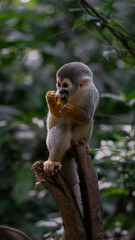 Obraz premium Monkey eating banana on monkey island in Colombia