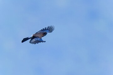 青空バックに元気に飛び回るカケス