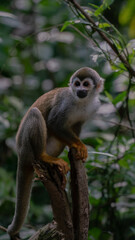 Naklejka na ściany i meble Monkey eating banana on monkey island in Colombia