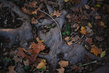High angle close up shot of roots of an old and huge tree. It is surrounded by leaves and sticks.