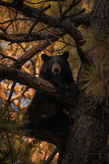 black bear cub © Nefi