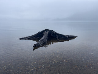 Fallen tree floating on the surface of the lake