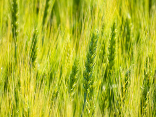 A field where growing wheat sways in the wind