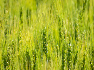 A field where growing wheat sways in the wind