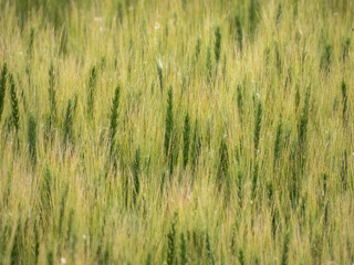 A field where growing wheat sways in the wind