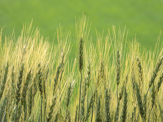 Wheat ears growing in the summer sun