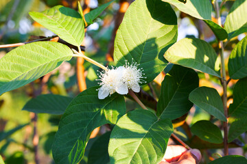 Guava leaves with white flower