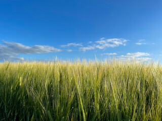 Colored wheat field and sky