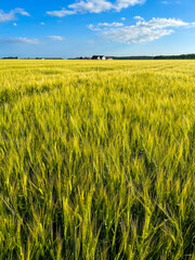 Wheat field with bright golden color