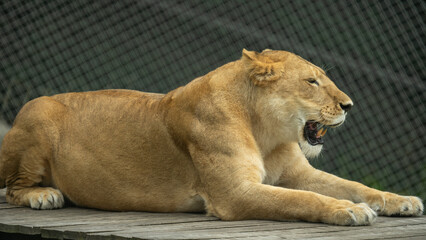 Obraz premium lions walking through their territory in an animal park