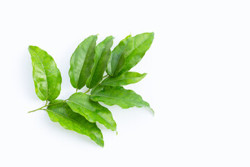 Obraz premium Fresh tiliacora triandra green leaves