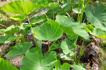 Taro plant in the garden 