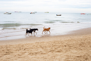 Dogs walking on the beach. Pattaya, Thailand