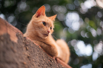 Cat on the fence