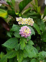 Lantana vaulted lat. Lantana camara plants from botanical garden for catalog. Natural lighting effects. Shallow depth of field